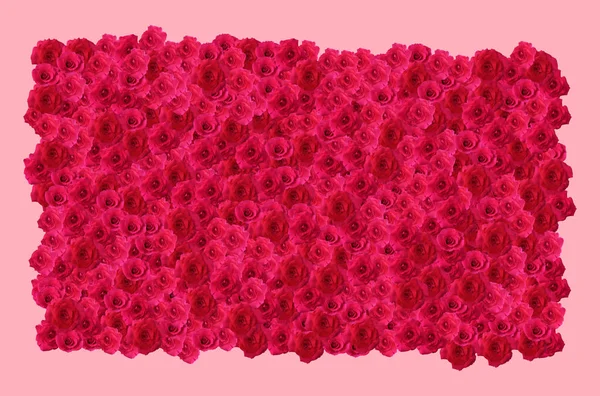 Rosas Rojas Sobre Fondo Rosa Fondo San Valentín — Foto de Stock
