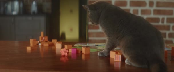 一个人呆在家里的时候 可以近距离地看到玩世不恭的猫在桌子上用玩具块把事情搞得一团糟 灰绒绒宠物和孩子们玩东西 好奇的动物 家人的朋友 高质量的4K镜头 — 图库视频影像