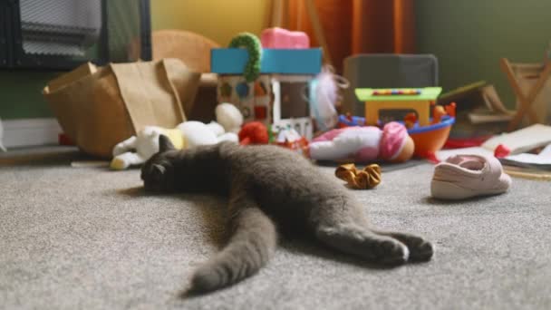 只呆在家里 在育儿室里弄乱了东西 懒洋洋的灰猫躺在地板上 鞋子和玩具躺在灰蒙蒙的地毯上 顽皮顽皮的宠物 总部4K视频 — 图库视频影像