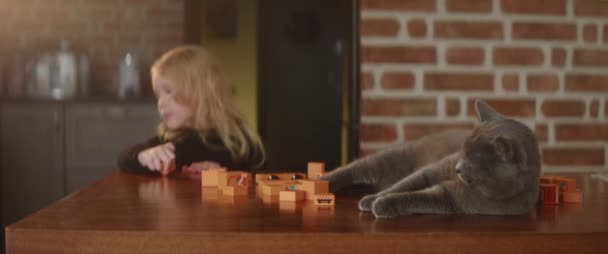 Rázós Szürke Macska Csinos Szőke Gyermek Játszanak Együtt Egy Asztal — Stock videók