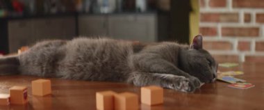 Close up:bored lazy cat lies on a table with toy blocks, then wakes up suddenly to look around, Gray fluffy pet plays with children stuff, makes a mess, curious animal, family friend, HQ 4k footage