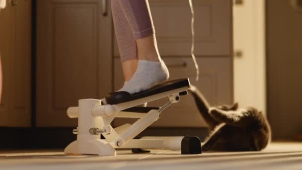 Jiggish Cat Plays Next Slim Woman Legs Stepper Small Kids — стоковое видео
