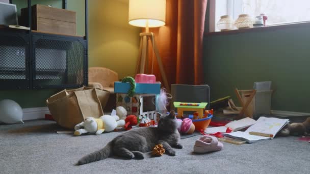Niegrzeczny Szary Kot Leży Pokoju Dziecinnym Wcześniejszym Bałaganie Zostaje Sam — Wideo stockowe