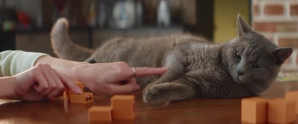 Κοντινό Πλάνο Της Γυναίκας Χέρι Παίζει Γκρινιάρης Τεμπέλης Γάτα Ένα — Αρχείο Βίντεο