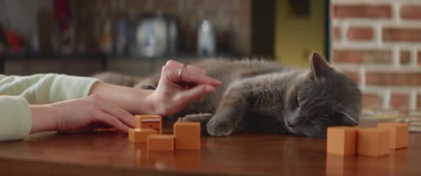 Close Mão Mulher Acariciando Gato Brincando Com Animais Estimação Entediados — Vídeo de Stock
