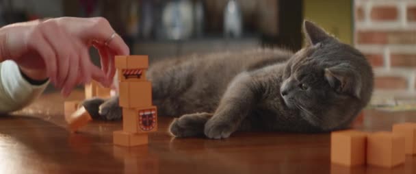 Close Woman Hands Playing Bored Cat Orange Toy Blocks Curious — Stock Video