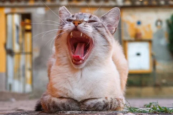 Cat yawn open mouth teeth tongue drowsiness whiskers detail vision close up feline domestic animal natural nature
