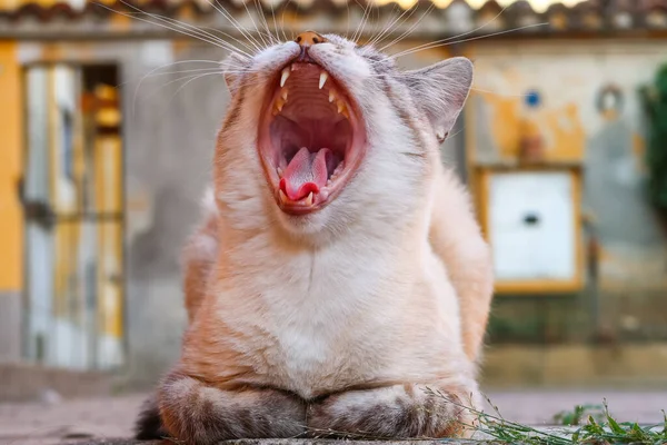 Cat yawn open mouth teeth tongue drowsiness whiskers detail vision close up feline domestic animal natural nature