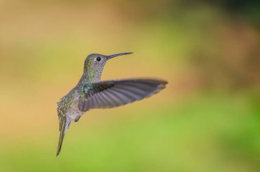 Sinekkuşu - Beija-flor-cinza - havada