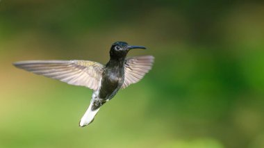 Sinekkuşu - Beija-flor-preto