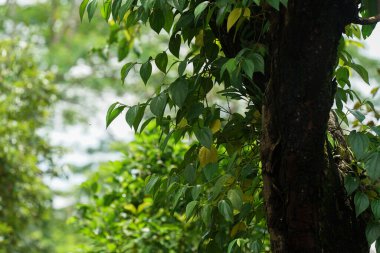 Betel plants grow vines on large logs