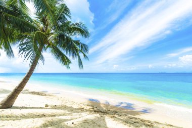 Palmiyeli, egzotik bir plaj.