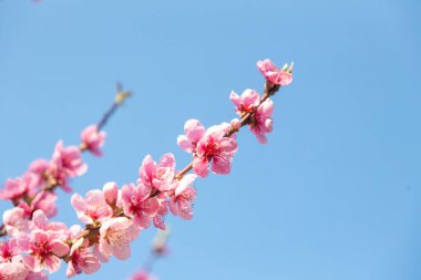 Bahçedeki Güzel Pembe Şeftali Çiçekleri