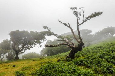 Laurisilva Ormanı Fanali Madeira Adası, Portekiz, Avrupa