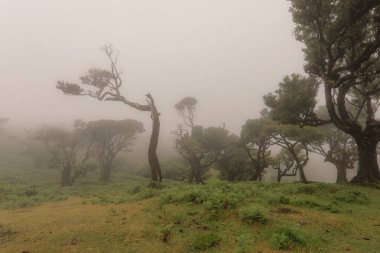 Laurisilva Ormanı Fanali Madeira Adası, Portekiz, Avrupa