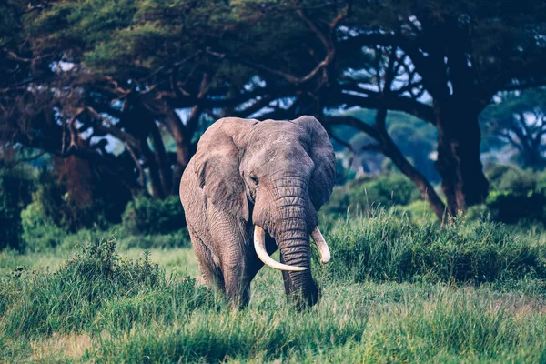 Elephants in Amboseli Nationalpark, Kenya, Africa 