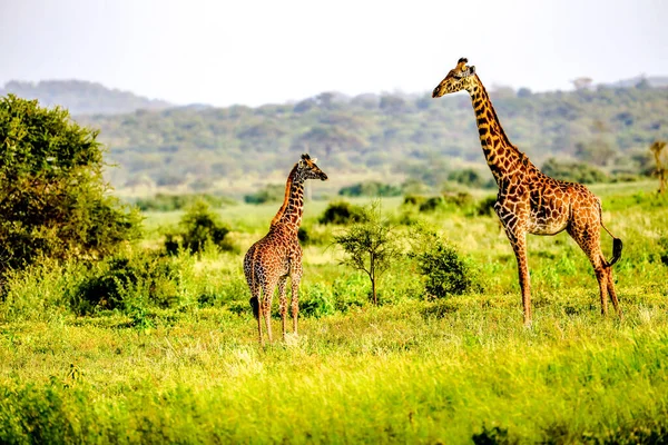 Masai Giraffe Massai Giraffe Amboseli National Park Kenya Africa — Zdjęcie stockowe