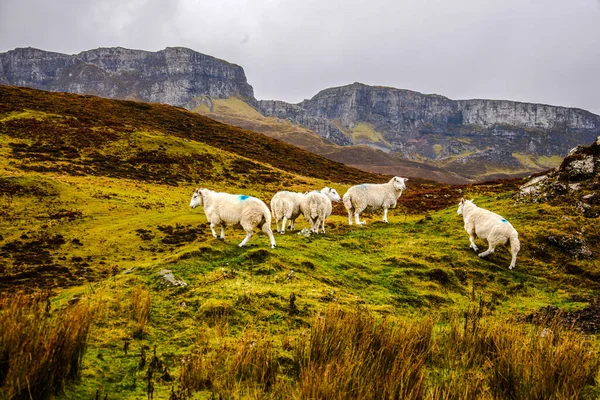 Sheeps Isle Skye Scotland Great Britain Europe — Foto Stock