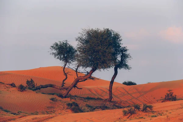 Пустыня Рас Эль Хайме Объединенные Арабские Эмираты Азия — стоковое фото