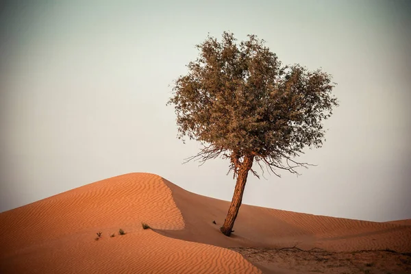 Desert Ras Khaimah United Arab Emirates Asia — Φωτογραφία Αρχείου