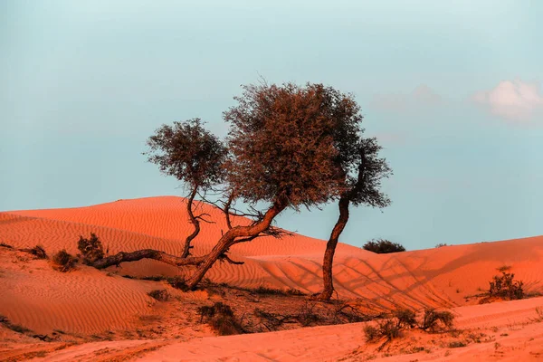 Пустеля Рас Ель Хайма Єднані Арабські Емірати Азія — стокове фото