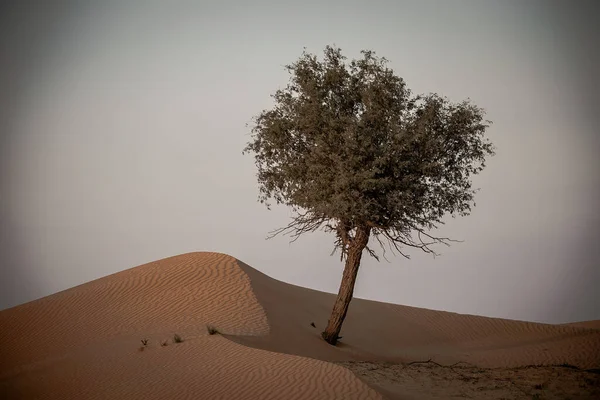 阿拉伯联合酋长国Ras Khaimah的沙漠 — 图库照片