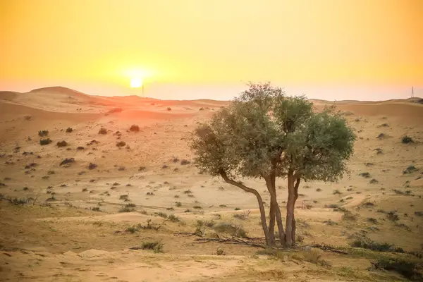 阿拉伯联合酋长国Ras Khaimah的沙漠 — 图库照片