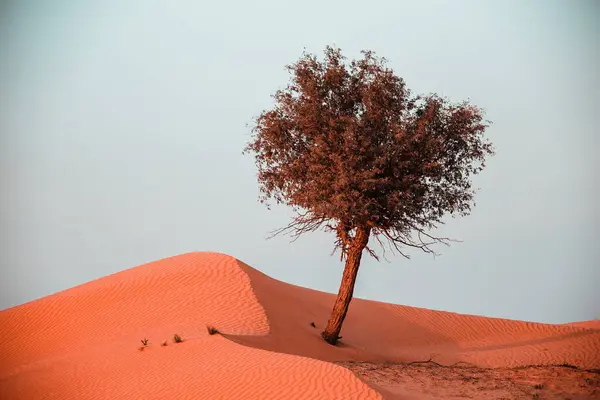 Desert Ras Khaimah United Arab Emirates Asia — Stockfoto
