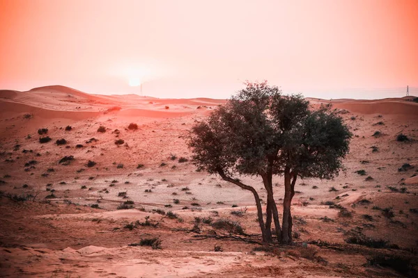 Desert Ras Khaimah United Arab Emirates Asia — Zdjęcie stockowe