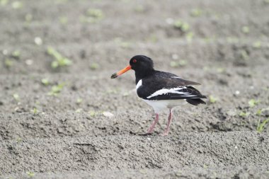 Bir istiridye avcısı (Haematopus ostralegus) Gıda, Yarımada Nordstrand, Almanya ve Avrupa 'yı arıyor 