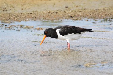 Bir istiridye avcısı (Haematopus ostralegus) Gıda, Yarımada Nordstrand, Almanya ve Avrupa 'yı arıyor 