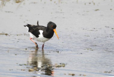 Bir istiridye avcısı (Haematopus ostralegus) Gıda, Yarımada Nordstrand, Almanya ve Avrupa 'yı arıyor 