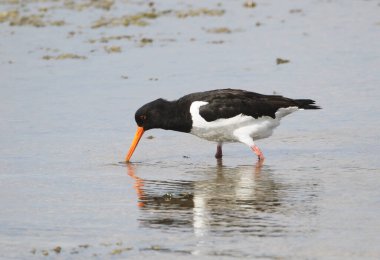 Bir istiridye avcısı (Haematopus ostralegus) Gıda, Yarımada Nordstrand, Almanya ve Avrupa 'yı arıyor 