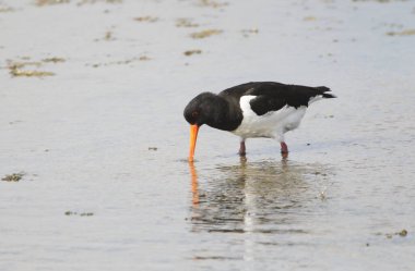 Bir istiridye avcısı (Haematopus ostralegus) Gıda, Yarımada Nordstrand, Almanya ve Avrupa 'yı arıyor 