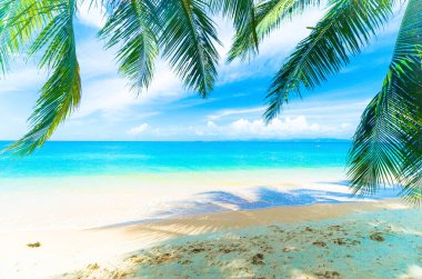 Tropik bir adada palmiye ağaçları olan güzel bir sahil.