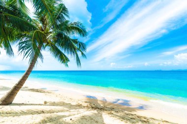 Tropik bir adada palmiye ağaçları olan güzel bir sahil.