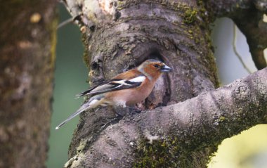 Yaygın Chaffinch (fringilla ünlüler) bir ağacın üzerinde