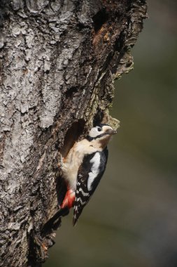 Büyük Benekli Ağaçkakan (Dendrocopos major)