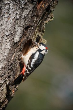 Büyük Benekli Ağaçkakan (Dendrocopos major)
