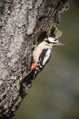 Büyük Benekli Ağaçkakan (Dendrocopos major)