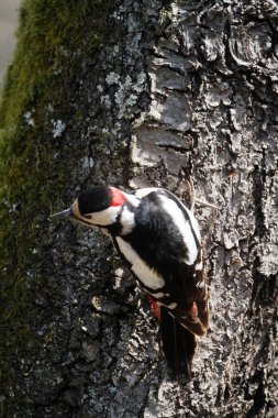 Büyük Benekli Ağaçkakan (Dendrocopos major)