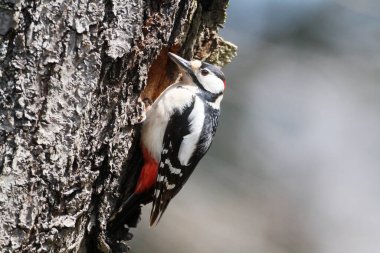 Büyük Benekli Ağaçkakan (Dendrocopos major)