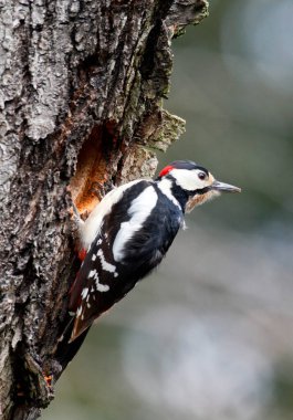 Büyük Benekli Ağaçkakan (Dendrocopos major)