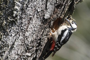 Büyük Benekli Ağaçkakan (Dendrocopos major)