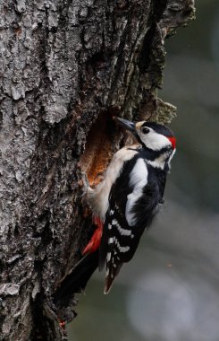 Büyük Benekli Ağaçkakan (Dendrocopos major)