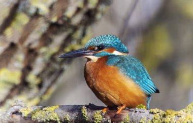 Reed, Heilbronn, Almanya 'da Ortak Kingfisher (Alcedo)