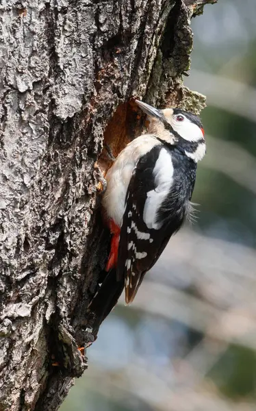 Great Spotted Woodpecker Dendrocopos Major — Stock Photo, Image
