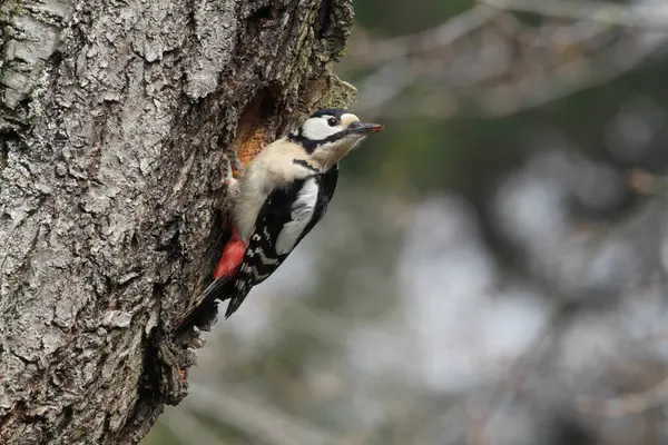 Büyük Benekli Ağaçkakan (Dendrocopos major)