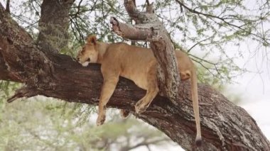 Tarangire Ulusal Parkı, Tanzanya, Doğu Afrika 'da Ağaca Tırmanan Aslan