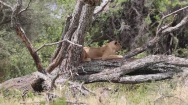 Tarangire Ulusal Parkı, Tanzanya, Doğu Afrika 'da Ağaca Tırmanan Aslan